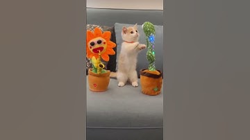 Thumbnail of Kucing joget lucu bikin ngakak#kucingjoget