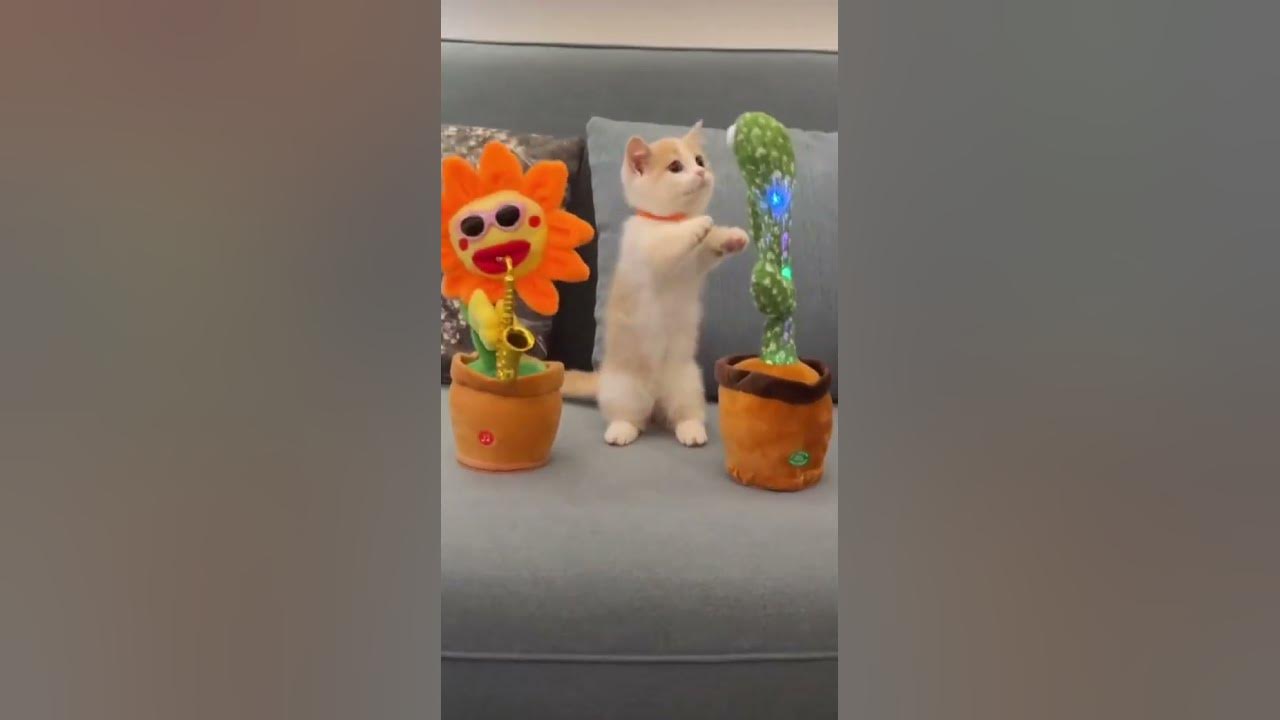Kucing joget lucu bikin ngakak#kucingjoget