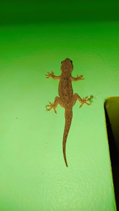 lizard sound #short