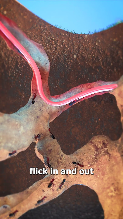 How An Anteater's Tongue Works 🤔