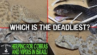 HERPING FOR COBRAS AND VIPERS IN ISRAEL!