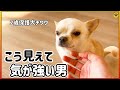 絶対噛まないけど意外と気が強い男、保護チワワのマシュマロ