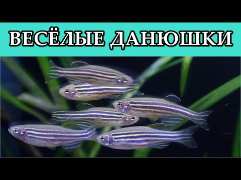 Videó: Zebrafish: Gerinces Eszköz Az Alaptest Biogenezisének, Felépítésének és Működésének Tanulmányozására