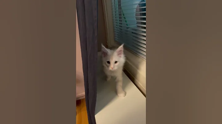 Video 5868531: cute maine coon kitten, funny maine coon kitten