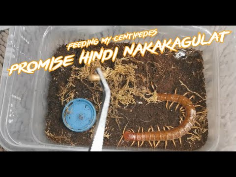 Feeding My Centipedes | Feeding Marathon IV - Gorby Exotics Vlog 27