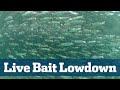 Live Bait Seminar - Florida Sport Fishing TV - Live Wells, Cast Nets, Handling, Storage