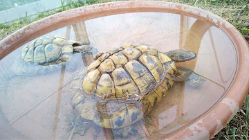 Kann man Schildkröten baden?