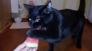Кот Атом ест Арбуз целиком и рычит/Cat Кот Атом ест Арбуз целиком и рычит/Cat