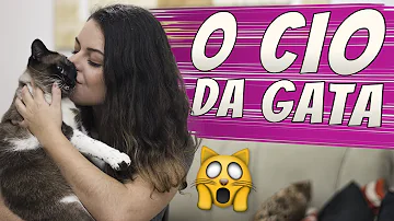 O que fazer para cortar o cio do gato?