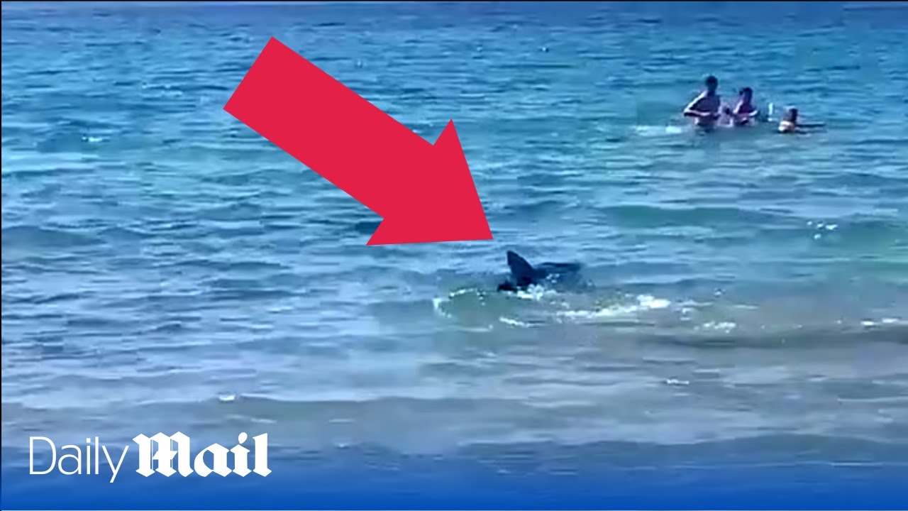Moment terrified beachgoers flee as shark nears coastline