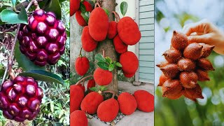 15 Weirdest & Exotic Fruits That Will Blow Your Mind!