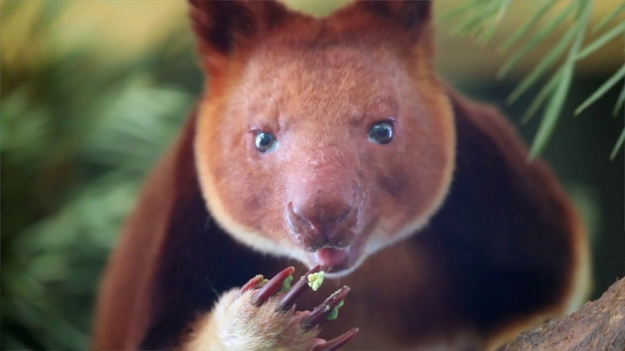 steve irwin pokemon TREE KANGAROO SNACK TIME! | The Australian Reptile Park