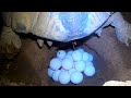 Tortoise laying eggs