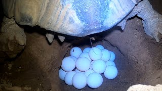 Tortoise Laying Eggs