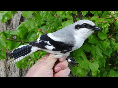 Video: Ťuhýk šedý: život ptáků, stanoviště, zajímavá fakta