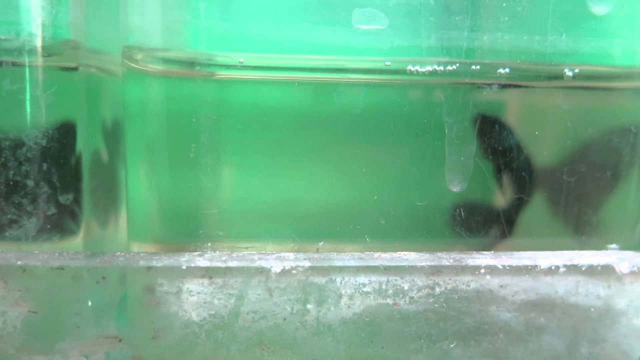 camera iphone 8 plus apk Betta Smaragdina 2015