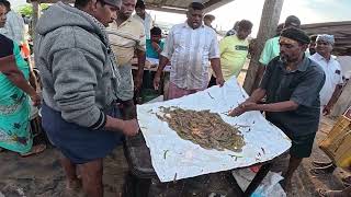Muthukuda Fish Auction Market மரகழயலம பரபரபபன மததககட இறல மறறம மண ஏலம.