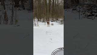 Todo VS WhiteTail #shortsvideo