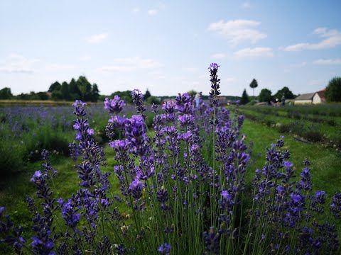 Wideo: Tajemnice Hodowlane Krzewów Lawendy