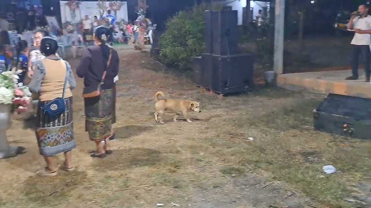 ເສບສົດງານດອງ 