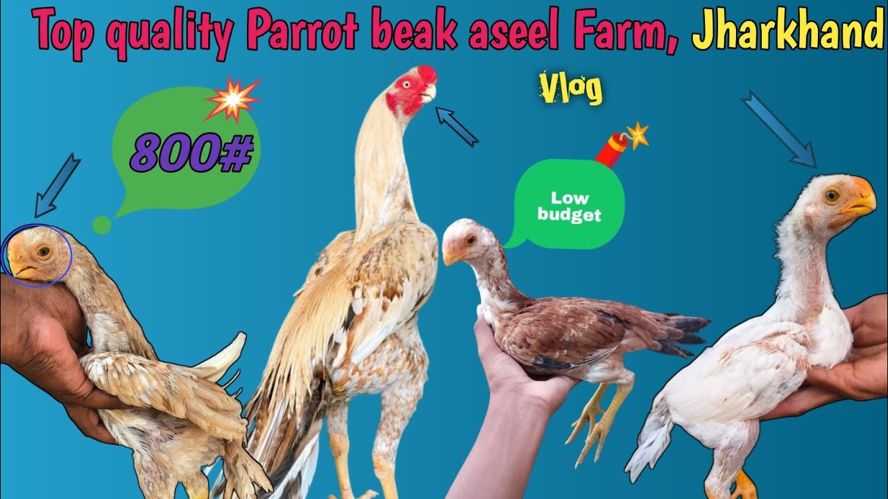 Top quality parrot beak aseel murga in Jharkhand, Jamshedpur || 9123298878