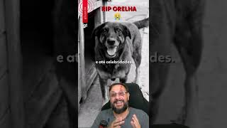 Biólogo Henrique destaca: o que fizeram com o Cachorro Orelha foi uma monstruosidade, foi crueldade!