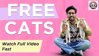 Free Cat Adoption | Free Adoption | Dog and cat kennel in India | #freecat #freeadoption #cats #cat