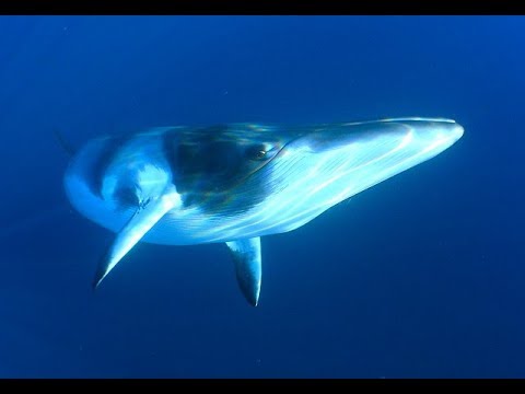 Facts: The Minke Whale