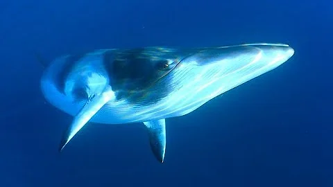 Facts: The Minke Whale