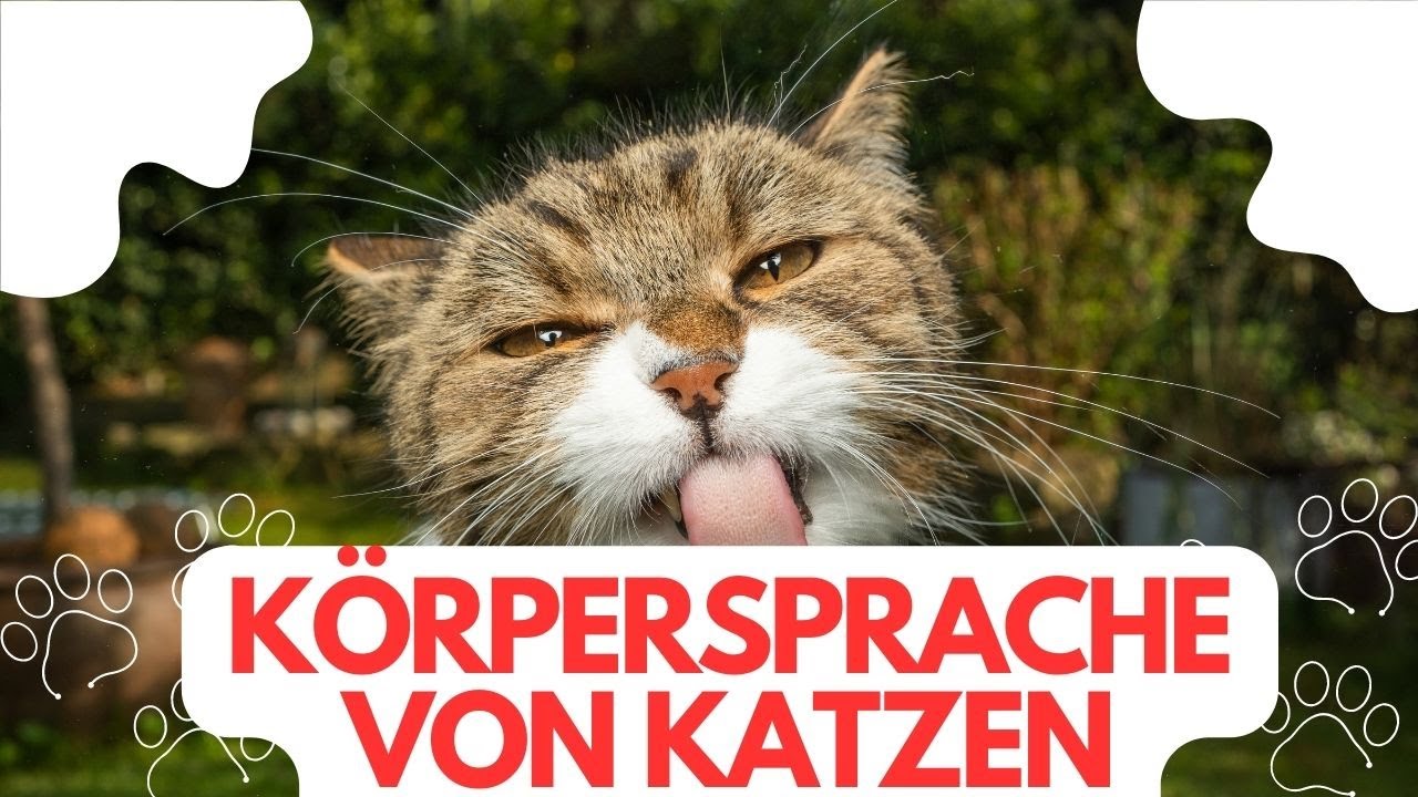 Körpersprache verstehen: Das will Dir Deine Katze sagen!