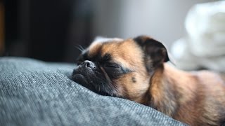 Музыка Собаки и щенки спят  Эффект сна