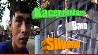 Single Terbaru - Kacer Siluman Pendatang Baru