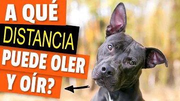 ¿A qué distancia puede un perro reconocer a su dueño?