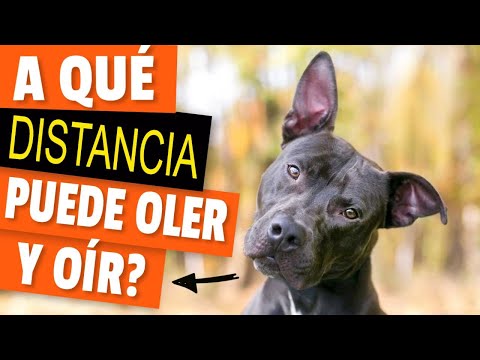 Video: ¿A qué distancia puede tener cachorros un perro?