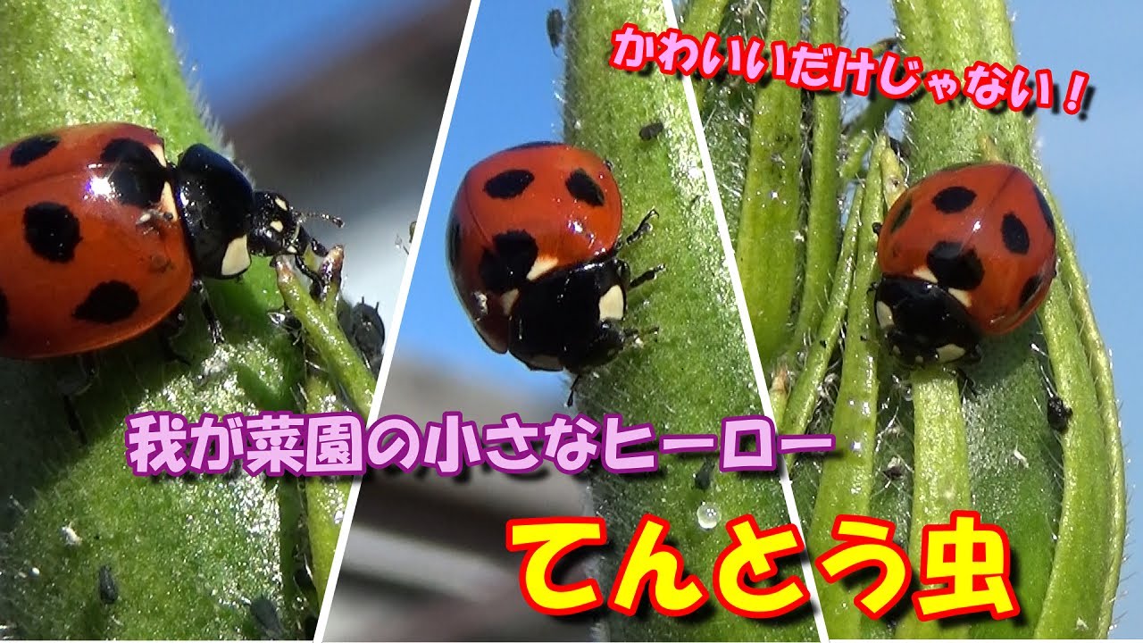 我が菜園の小さなヒーロー「てんとう虫」カマキリ先生も大好き！ - YouTube