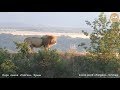 Вечерний хор львов и "скрытая камера" в саванне. Львы. Тайган | Lions sing, while we watch safari