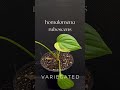 Homalomena Rubescens Variegated همالومنا رابسنس اباق Homalomena Rubescens Variegated همالومنا رابسنس اباق