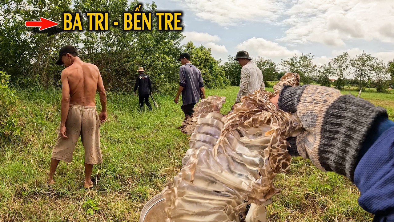 Đi Tìm Con Rắn Có Miếng Vảy Lột Khủng Khiếp Nhất | TGSB #1117