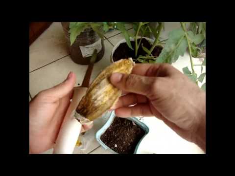 Como germinar semente de manga mais rápido