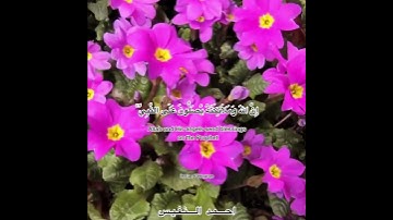 إن الله وملائكته يصلّون على النّبي...     القارئ احمد النفيس.     #احمد_النفيس #القرآن_الكريم #surah