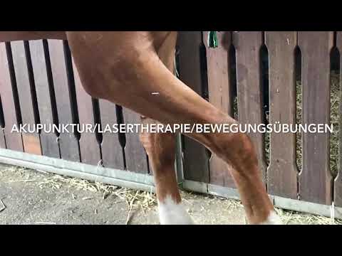 Radialislähmung Dauer Behandlung Pferd