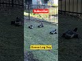 Goose Leg Day
