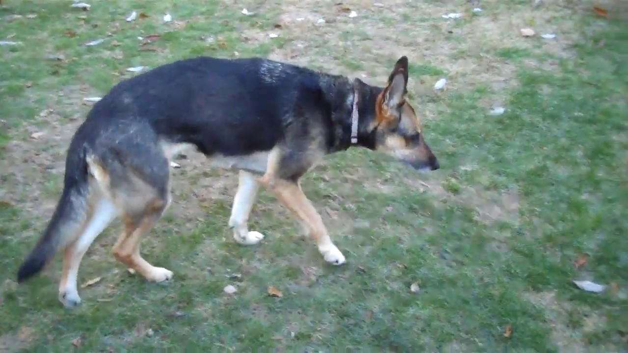 Part 2 Healing Our 11 Year Old Dog S Torn Acl Ccl Without Surgery Weeks 5 6 Bob S Blitz Part 2 Healing Our 11 Year Old Dog S Torn Acl Ccl Without Surgery Weeks 5 6 Bob S Blitz