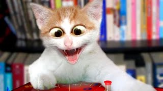 Funny animals | Funny cats and dogs | Funny animal videos 2023 #36