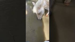 Horse Removes Girl's Boot and Drops It in Water