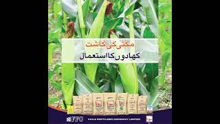 Fertilizer Application in Maize Crop - Sona Urea FFC