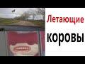 Приколы! ЛЕТАЮЩИЕ КОРОВЫ - МЕМЫ!!! Смешные видео от – Доми шоу!