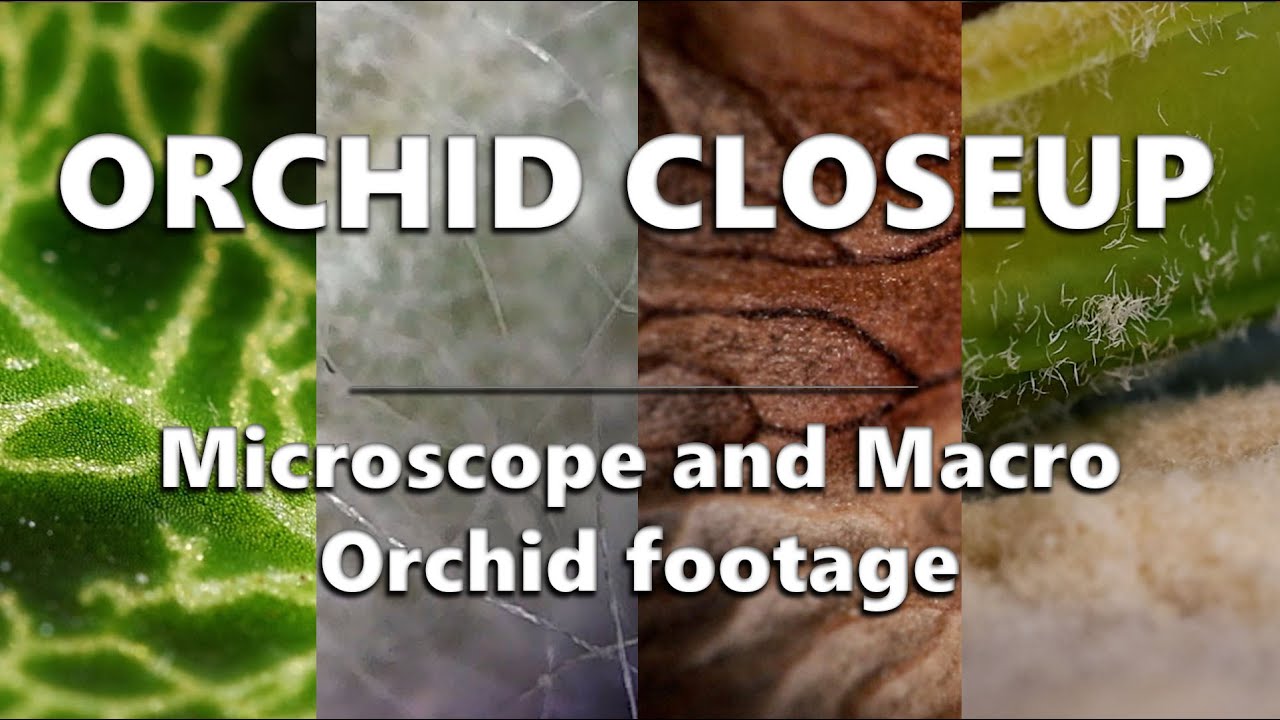 Orchid Closeup 2 // Microscope and Macrovideography