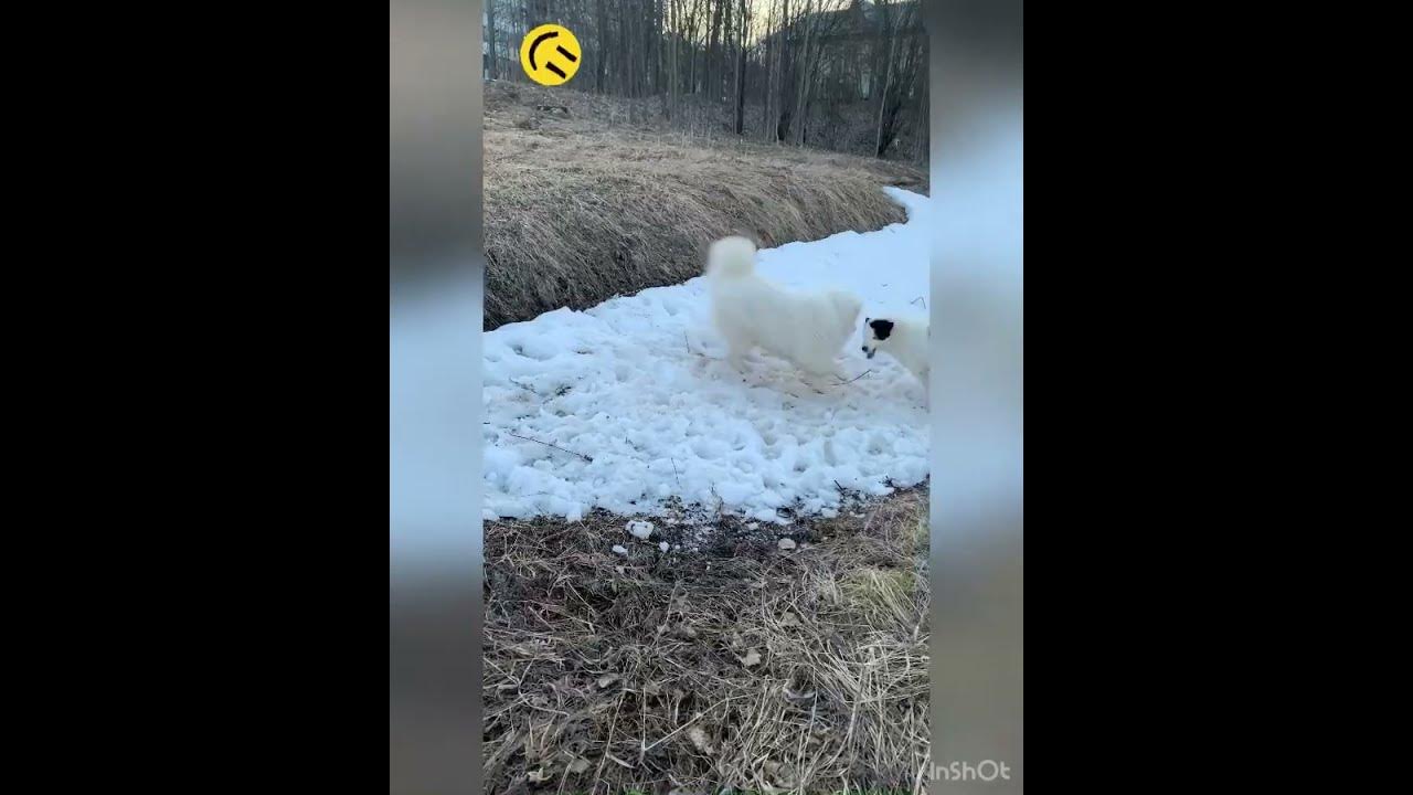 Прощание со снегом. Слим Прочай со скником.