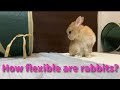 How flexible are rabbits?